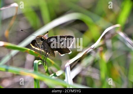 Langschwanz-Schiffer-Schmetterling starrt nach rechts. Stockfoto