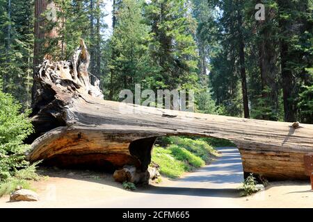 Tunnel Log Giant Tree in Sequoia und Kings Canyon National Park, Kalifornien, USA Stockfoto