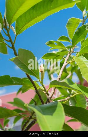 Blick auf Cananga odorata Ylang-Ylang Blume Knospe oder Tropischer Parfümbaum Stockfoto