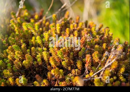 Geschmacklose Steinekrop Sedum sexangulare Pflanze Stockfoto