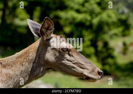 Porträt des jungen Hirsches. Hirsch in der Naturszene. Hirsch Rehkitz Porträt Stockfoto