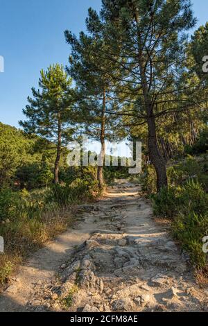 Landstraße zwischen Kiefern im Nationalpark von Guadarrama sierra. Madrid. Spanien. Stockfoto