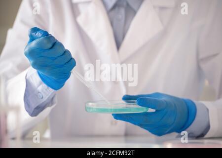 Handschuhen eines modernen Laborarbeiters, der Pipette über Petri hält Schale Stockfoto