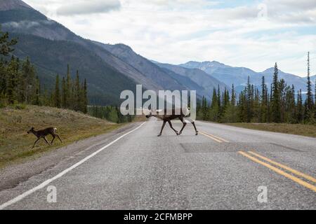 Cariboo Familie zu Fuß auf einer malerischen Straße während eines bewölkten Morgensonnenaufgangs. Stockfoto