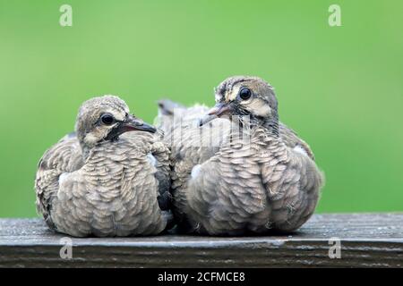 Zwei junge Trauerauben, Zenaida macroura, huddeln auf einem Deck Geländer warten auf eine Fütterung von Mama. Stockfoto