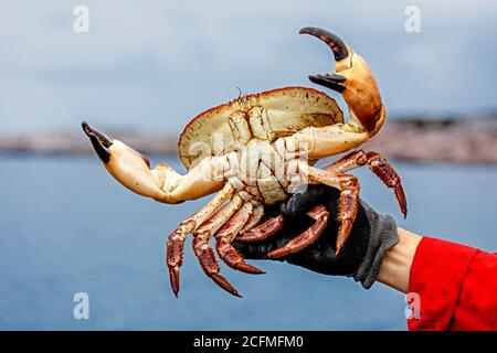 Die Krabbensaison ist in Norwegen in vollem Gange. Dieses Foto zeigt eine Hand, die eine braune Krabbe hält Stockfoto