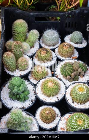 Cactus Blumentöpfe im Fenster Einkaufs-, Foto- und Stockfoto