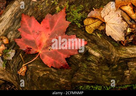 Orange Leaf ruht auf gefallener Baumstruktur im Herbstwald Stockfoto