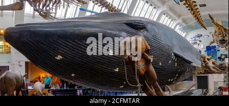 Museum of Natural History, London, Großbritannien Stockfoto