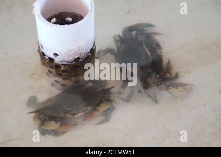 Zwei lebende Blaukrabben der Chesapeake Bay (Callinectes sapidus) in einem belüfteten Tank. Diese Krabbe ist im westlichen Atlantik von Cape Cod bis Argentinien heimisch. Stockfoto