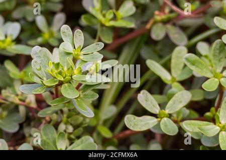 Purslane Pflanze portulaca oleracea im Freien Nahaufnahme mit Tageslicht Stockfoto