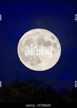 September voller Maismond über den Rocky Mountains, Salida, Colorado, USA Stockfoto