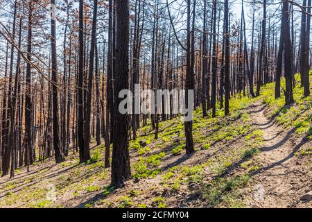 Regeneration von Bäumen und Pflanzen, die in Waldbrand verbrannt; Rocky Mountains, Central Colorado, USA Stockfoto