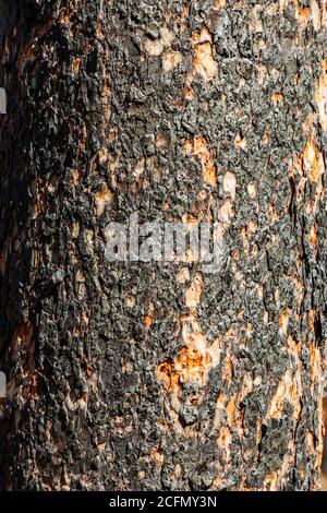 Nahaufnahme von verbrannten Kiefernstämmen; Decker Fire; Central Colorado; USA Stockfoto