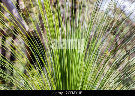 Grasbaum (Xanthorrhoea australis). Brisbane Water National Park, Patonga an der Central Coast von NSW, Australien. Stockfoto