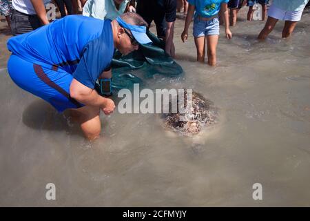 Rehabilitierte Green Sea Turtle (Chelonia mydas), die vom Cairns Turtle Rehabilitation Centre zurück ins Meer entlassen wurde. September 2020. 6 Km Von Bea Stockfoto