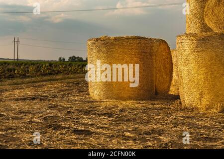 Nach der Weizenernte werden runde Heuballen auf einem Feld gestapelt. Die Rollen des goldenen Strohs auf dem Weizenfeld bei Sonnenuntergang im Dorf. Landwirtschaftlicher Techno Stockfoto