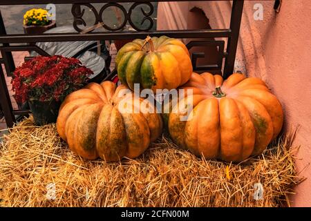 Drei große orangefarbene Kürbisse und ein Blumentopf mit roten Chrysanthemen auf einem Heublock. Traditionelle Einrichtung mit Kürbissen und Blumen zum Allerheiligen. Stockfoto