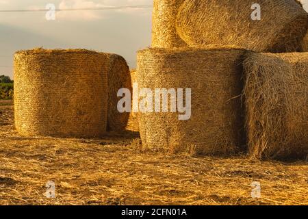 Runde Heuhaufen liegen und stehen nach der Weizenernte auf anderen Ballen auf dem Feld. Die Rollen des goldenen Strohs auf dem Weizenfeld bei Sonnenuntergang auf italienisch. Hay pa Stockfoto