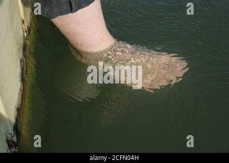 Füße im Wasser am Lake Opeka im Lake Park in des Plaines, Illinois, USA. Stockfoto