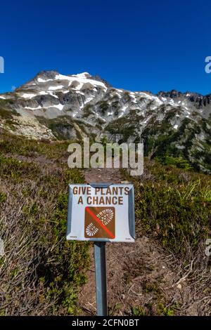 Wiesenrestaurierungsschild in der Nähe des Weges zum Sahale Arm, mit Boston Peak und Sahale Mountain entfernt, North Cascades National Park, Washington State, USA Stockfoto