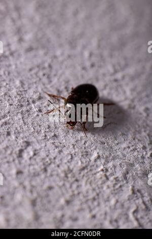 Bodenkäfer der Unterfamilie Harpalinae Stockfoto