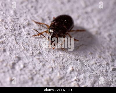 Bodenkäfer der Unterfamilie Harpalinae Stockfoto