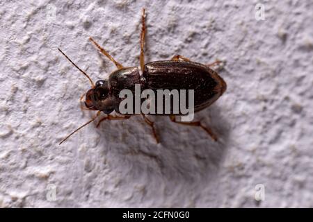 Bodenkäfer der Unterfamilie Harpalinae Stockfoto