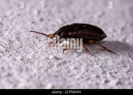 Bodenkäfer der Unterfamilie Harpalinae Stockfoto