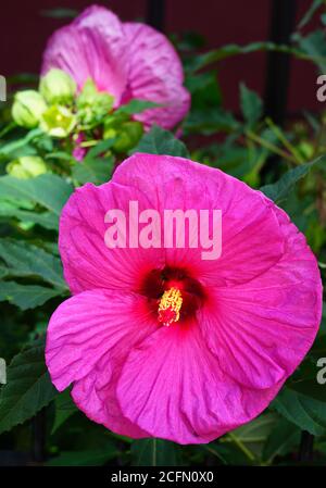 Riesige Essteller mehrjährige Hibiscus Rose Malbe Blume Stockfoto