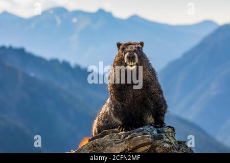 Hoary Marmot, Marmota caligata, Sonnen auf dem Weg zum Sahale Arm, North Cascades National Park, Washington State, USA Stockfoto