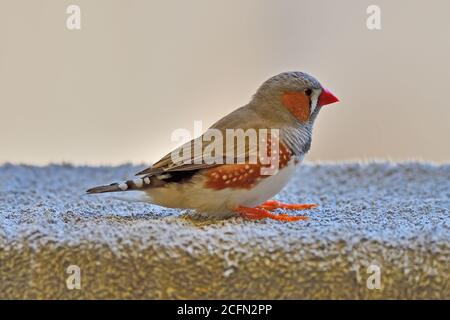 Zebrafinch fotografiert in der Wildnis Stockfoto