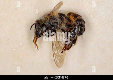 Westliche Honigbiene tot der Art APIs mellifera Stockfoto