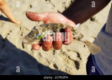 Hält einen kleinen Kugelfisch gefangen vom Strand Stockfoto