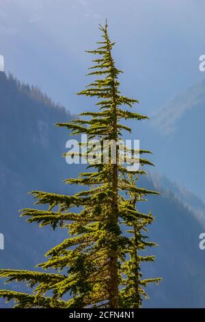 Subalpine Fir, Abies lasiocarpa, entlang Cascade Pass Trail im späten Nachmittag Licht, North Cascades National Park, Washington State, USA Stockfoto