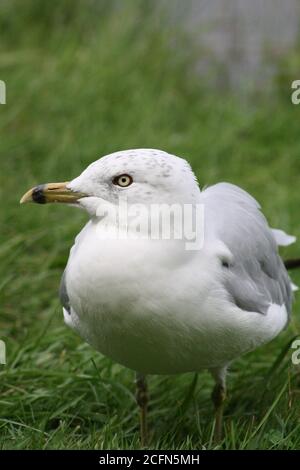 Die schöne Aussicht auf die Skulpturen und die Natur in der Stadt Barrie. Dort gibt es noch viel mehr, wie zum Beispiel schöne Strände, Parks und Tiere. Stockfoto