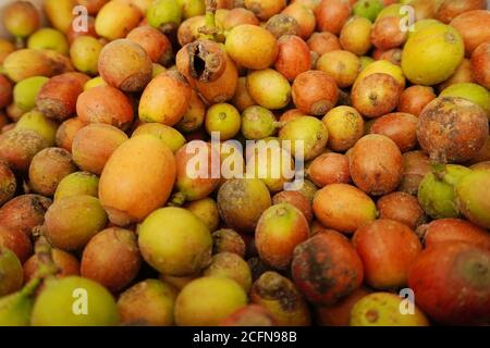 Kaffeefrucht ist eine Art von Steinfrucht, die von der Kaffeepflanze produziert wird. Stockfoto