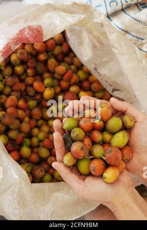 Kaffeefrucht ist eine Art von Steinfrucht, die von der Kaffeepflanze produziert wird. Stockfoto