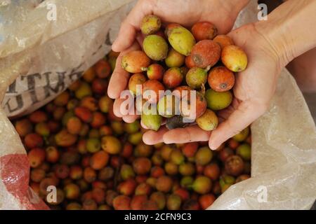 Kaffeefrucht ist eine Art von Steinfrucht, die von der Kaffeepflanze produziert wird. Stockfoto