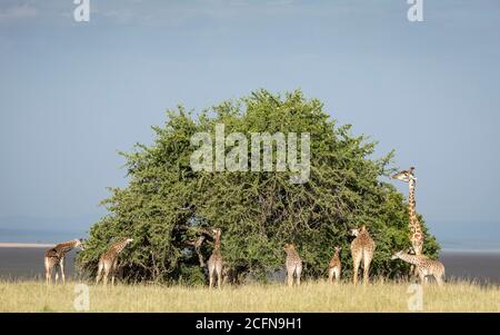 Gruppe von Giraffen, die um einen großen runden Busch herum stehen und fressen Blätter in Masai Mara in Kenia Stockfoto