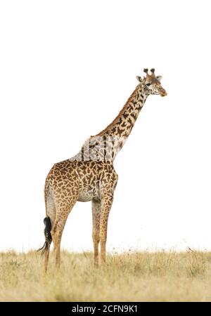 Vertikales Porträt einer erwachsenen Giraffe isoliert auf weiß in Masai Mara in Kenia Stockfoto