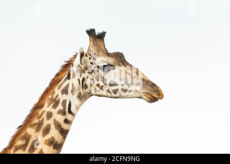 Horizontales Porträt einer männlichen Giraffe, die auf Weiß ausgeschnitten ist In Masai Mara in Kenia Stockfoto