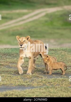 Kleines Löwenjunges, das den Saumzettel ihrer Mutter in Ndutu anschaut In Tansania Stockfoto