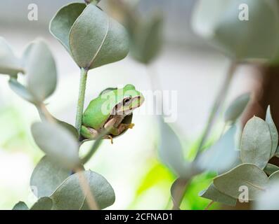 Japanischer Baumfrosch auf einem Eukalyptusblatt Stockfoto