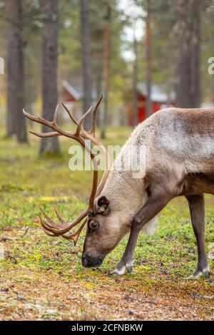 Wilde Rentiere grasen im Kiefernwald in Lappland, Nordfinnland. Stockfoto