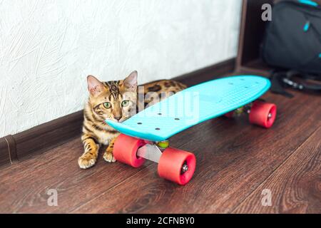 Niedliche bengalen Kätzchen sitzt neben blauen Kunststoff Skateboard Stockfoto