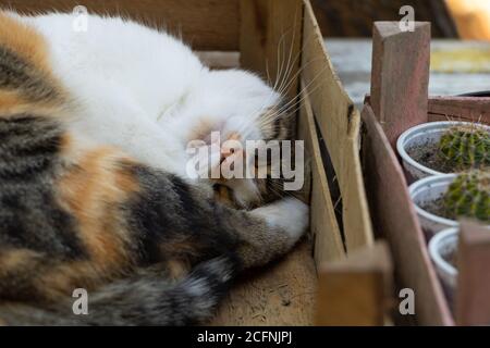 Lustige Katze schlafen. Portret von schönen dreifarbigen Katze Stockfoto