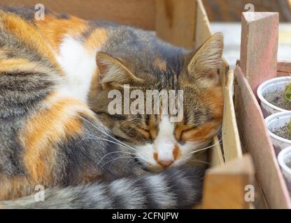 Nahaufnahme liebenswert dreifarbige Katze schlafen draußen Stockfoto