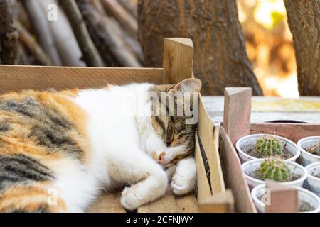 Lustige Katze schlafen. Portret von schönen dreifarbigen Katze Stockfoto