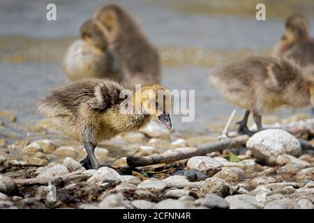 Gooslings am Ufer des Ammersees in Bayern Stockfoto